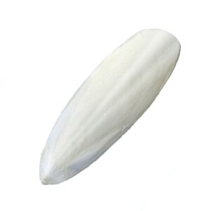 סבידה עצם דיונון לציפורים